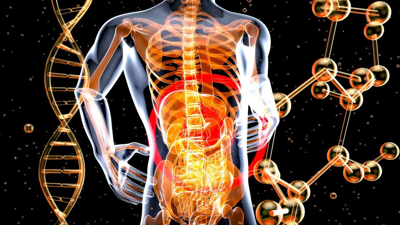 A medical illustration of the torso with the digestive organs highlighted